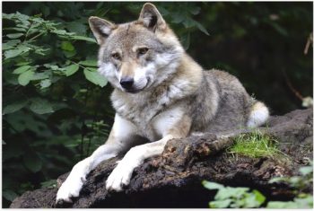 wolf-in-brabant-03